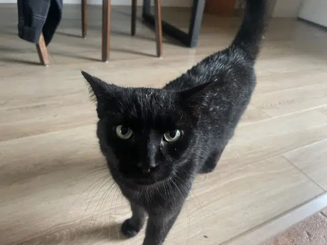 chat lost   35400 Saint-Malo Solal