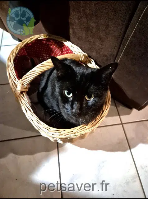 chat lost 35160 Montfort-sur-Meu Spike