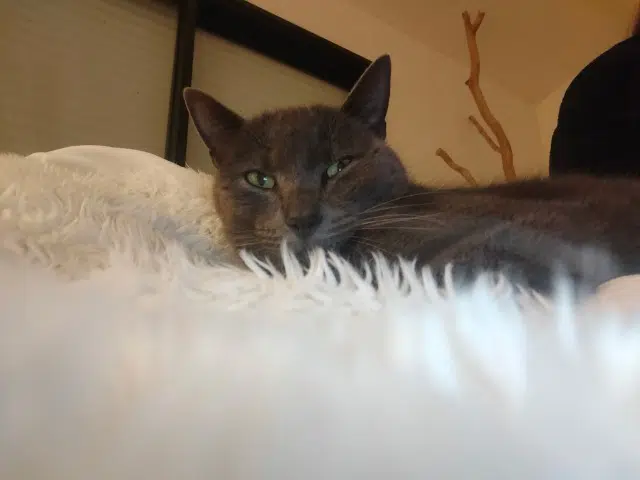 chat lost   35320 Saulnières Tag