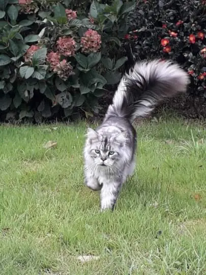 chat lost   35190 Miniac-sous-Bécherel Texas