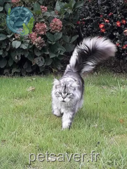 gato perdido 35190 Miniac-sous-Bécherel Texas gato lost 35190 Miniac-sous-Bécherel Texas