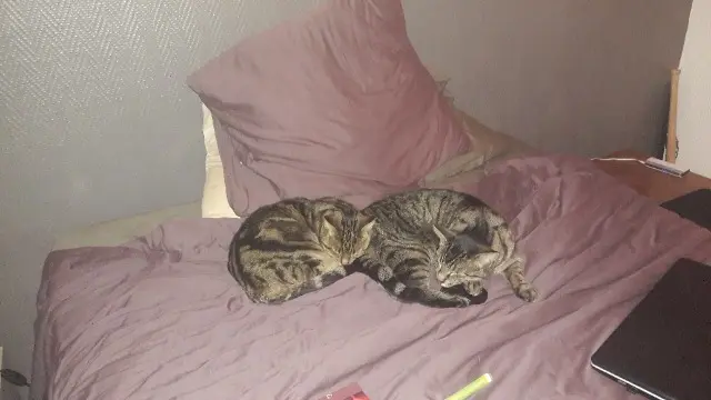 chat lost   35400 Saint-Malo Tibou