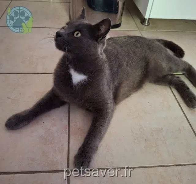 cat lost 35680 Bais Tigris cat lost 35680 Bais Tigris