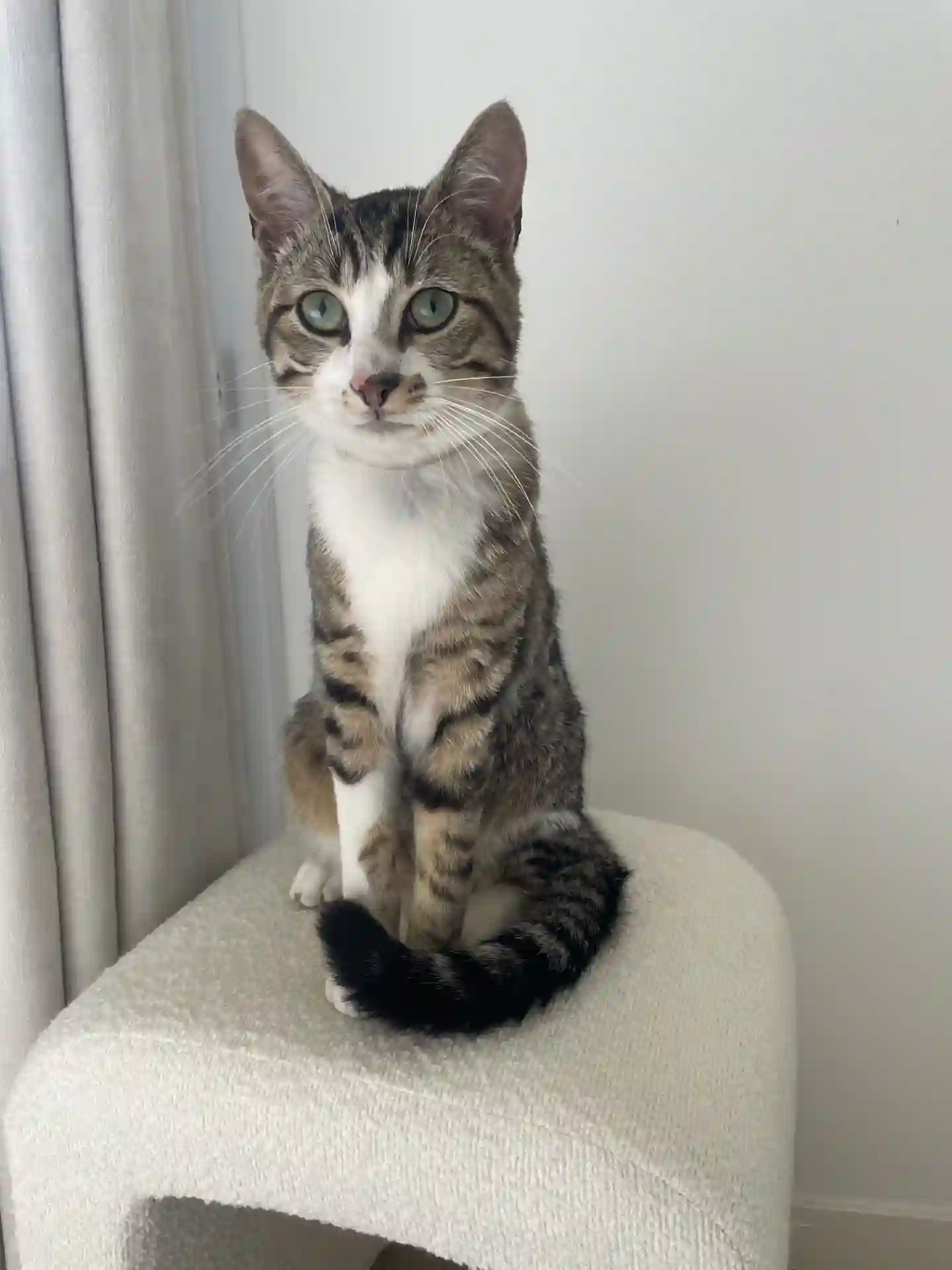 Chat Perdu 35 Ille-et-Vilaine - Tigrou Chat Perdu 35 Ille-et-Vilaine - Tigrou