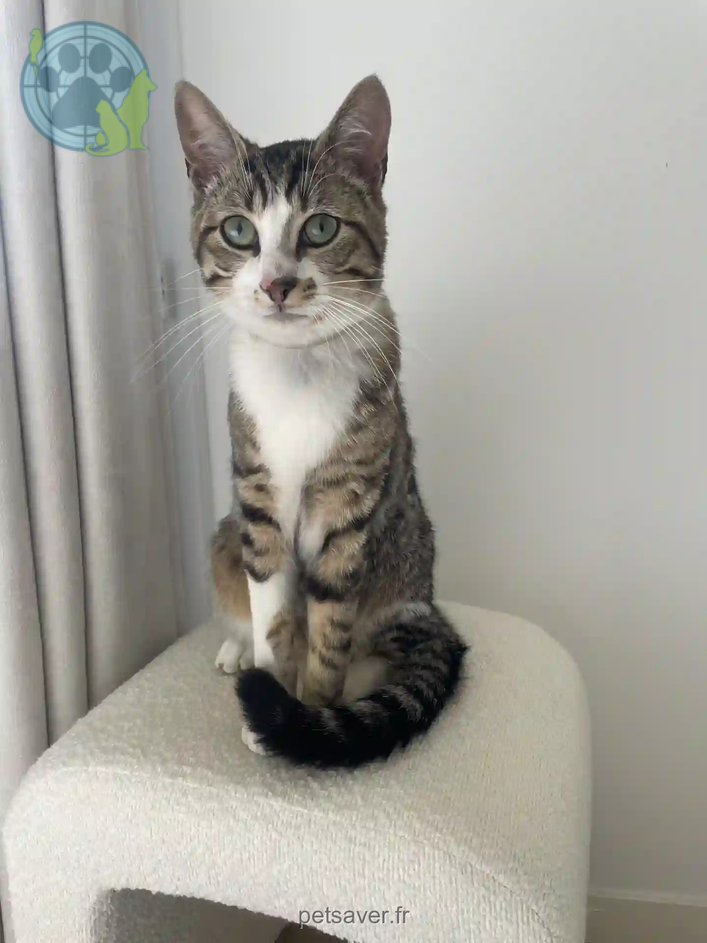 Chat Perdu 35 Ille-et-Vilaine - Tigrou Chat Perdu 35 Ille-et-Vilaine - Tigrou