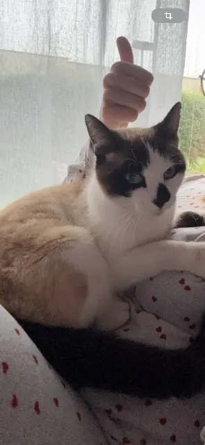 chat lost   35230 Orgères Tiramisu