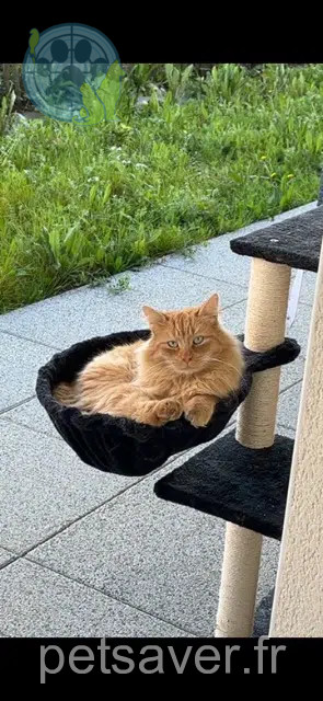 chat lost   35230 Saint-Erblon Titeuf