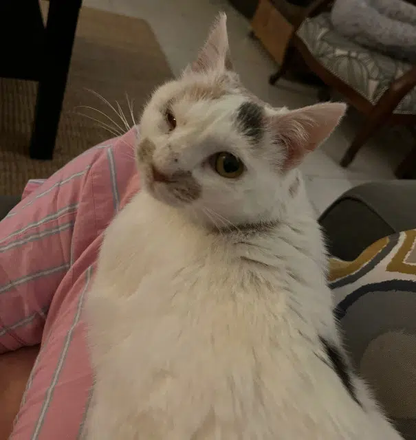 chat lost   35133 Parigné Toa