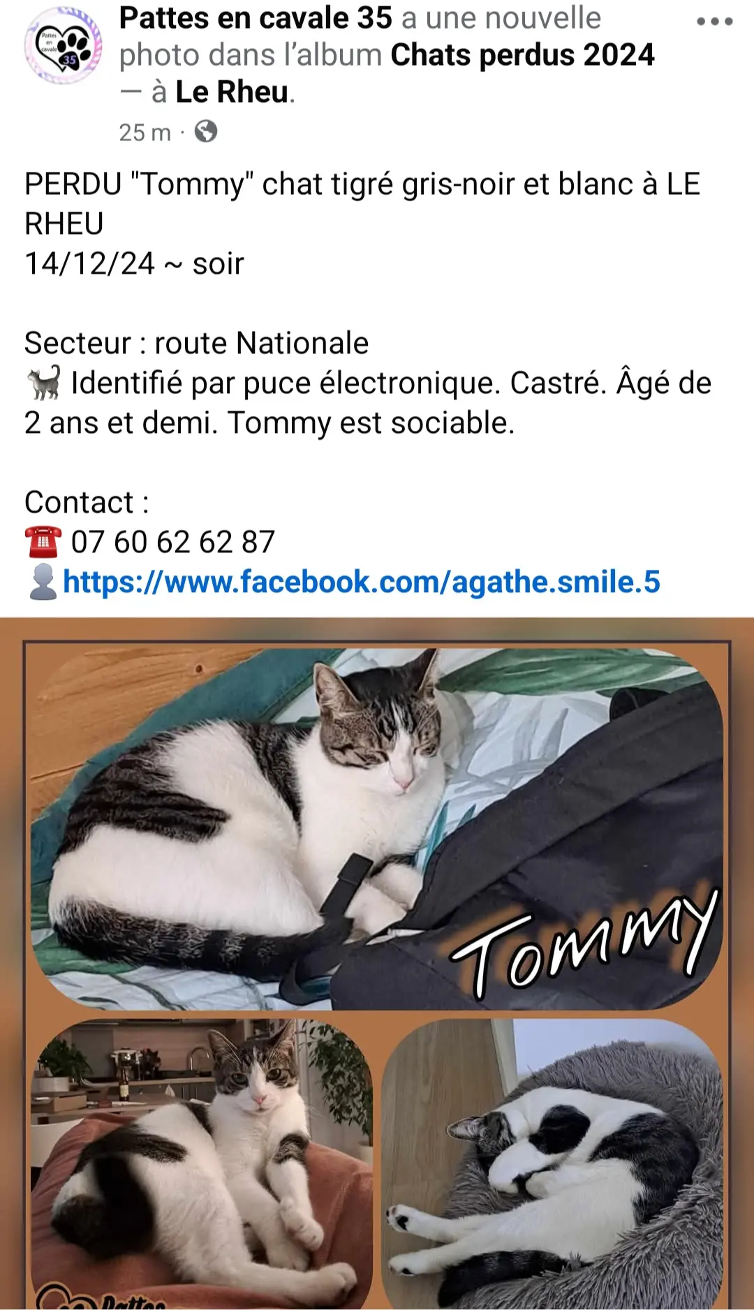 Chat Perdu 35 Ille-et-Vilaine - Tommy