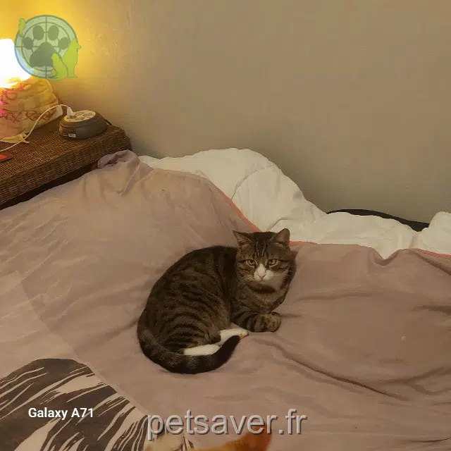 chat lost   35680 Louvigné-de-Bais Toto