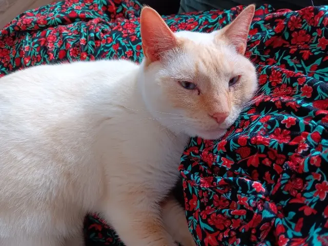 chat lost   35590 Clayes Turfu