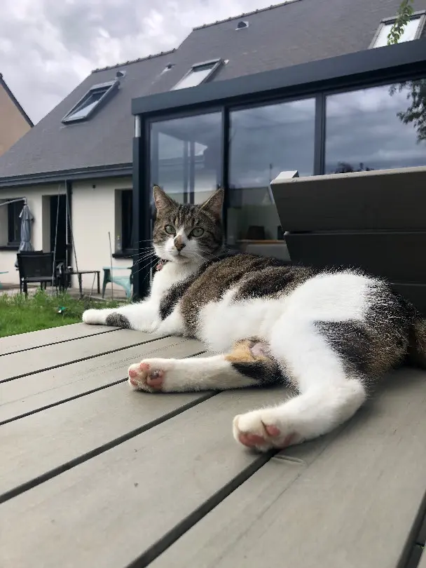 Chat Perdu 35 Ille-et-Vilaine - Twist Chat Perdu 35 Ille-et-Vilaine - Twist
