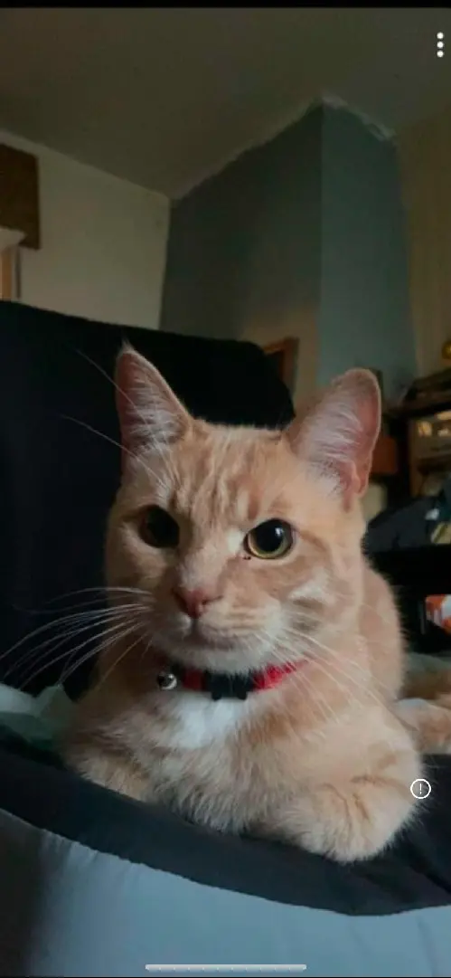 Chat Perdu 35 Ille-et-Vilaine - Ténor Chat Perdu 35 Ille-et-Vilaine - Ténor