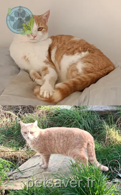 Chat Perdu 35 Ille-et-Vilaine - Ulysse-et-ubu Chat Perdu 35 Ille-et-Vilaine - Ulysse-et-ubu