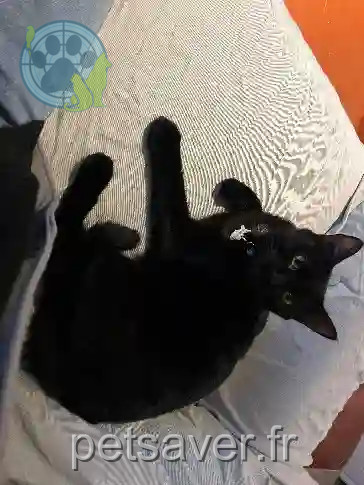 Chat Perdu 35 Ille-et-Vilaine - Uston Chat Perdu 35 Ille-et-Vilaine - Uston