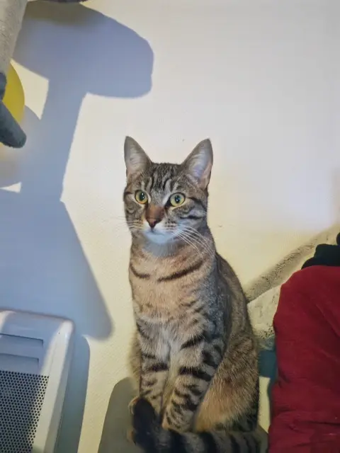 chat lost   35150 Boistrudan Viper