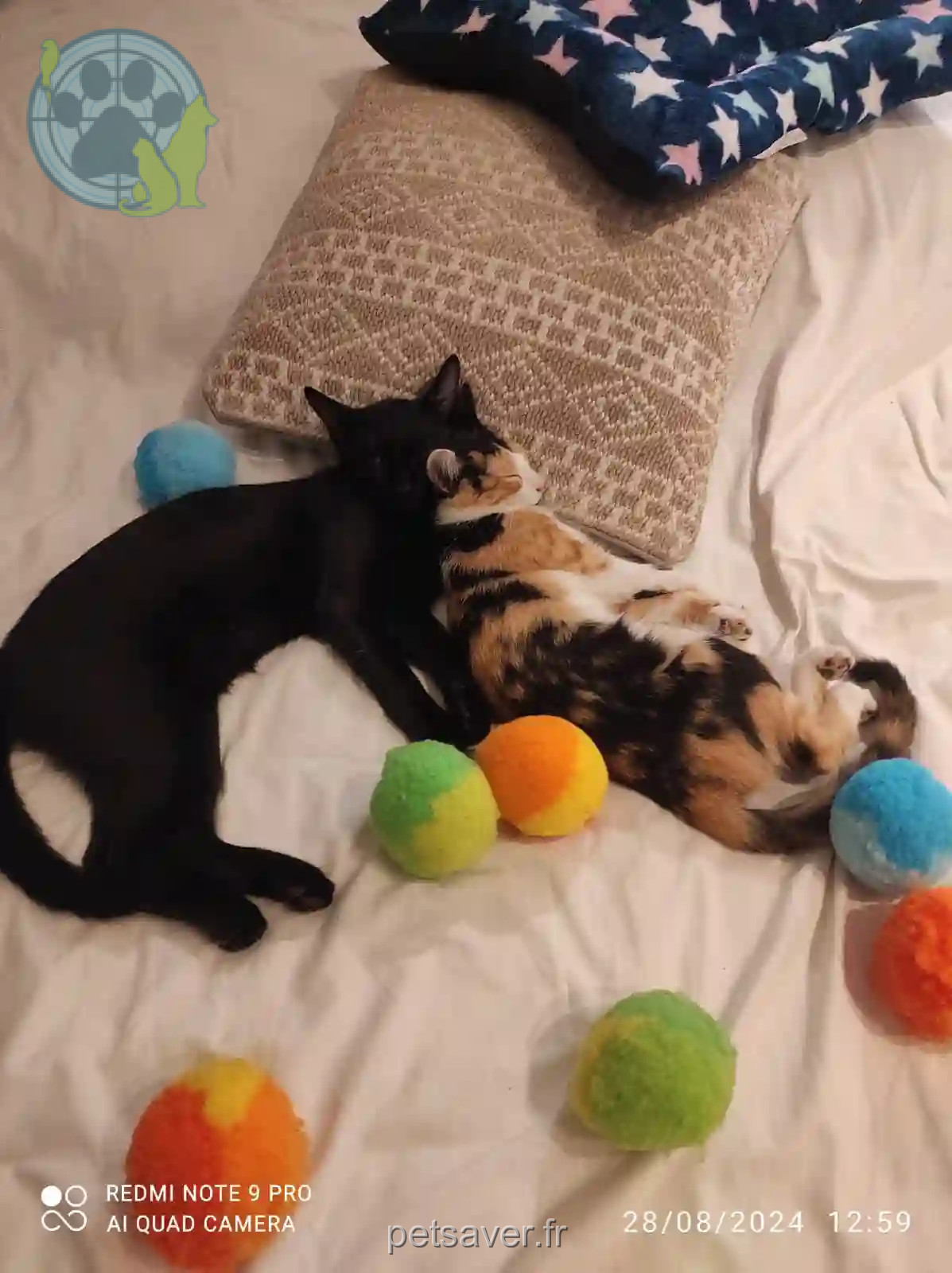 Chat Perdu 35 Ille-et-Vilaine - Vélz-avec-un-collier-blue Chat Perdu 35 Ille-et-Vilaine - Vélz-avec-un-collier-blue