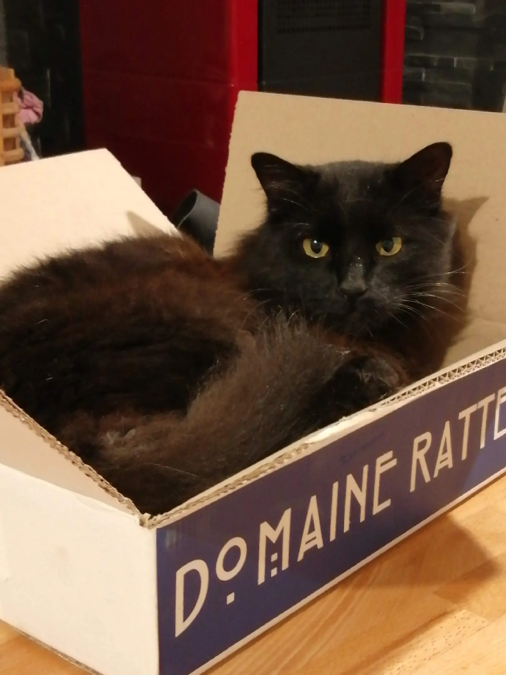 Kater vermisst 5 35830 Betton Warrior Kater lost 5 35830 Betton Warrior