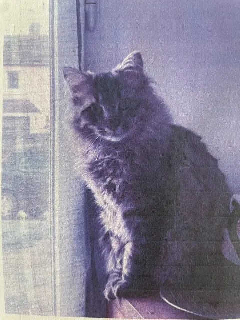 chat lost   35770 Vern-sur-Seiche Willow