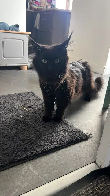 chat lost   35530 Noyal-sur-Vilaine Winter