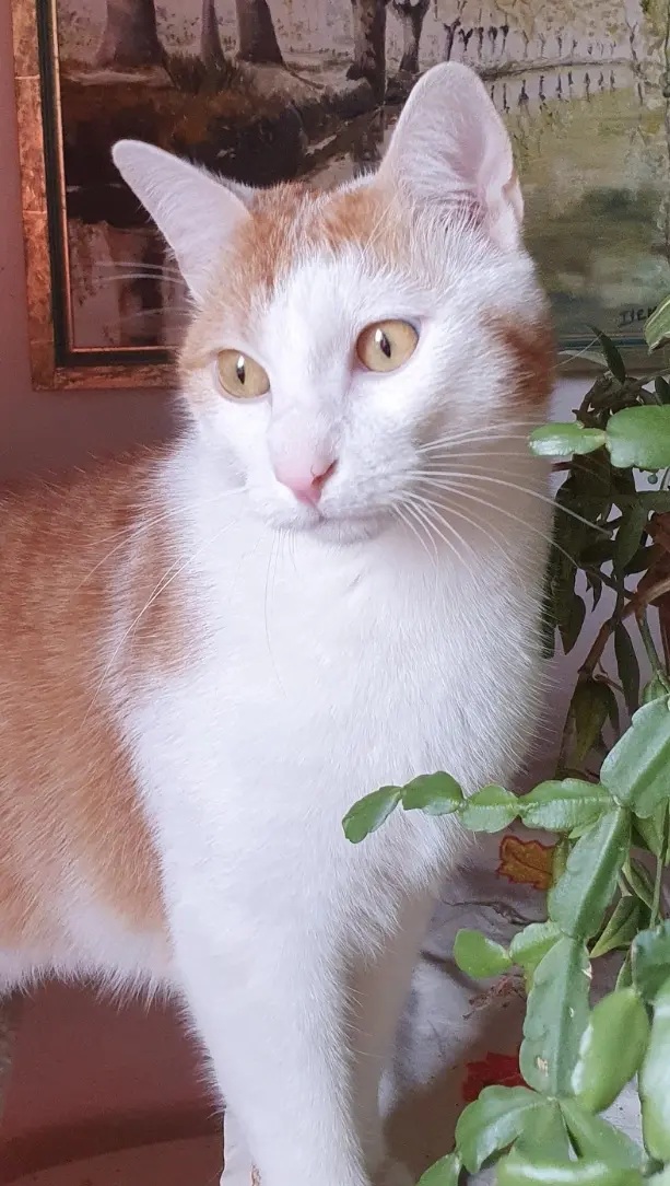 Chat Perdu 35 Ille-et-Vilaine Chat Perdu 35 Ille-et-Vilaine