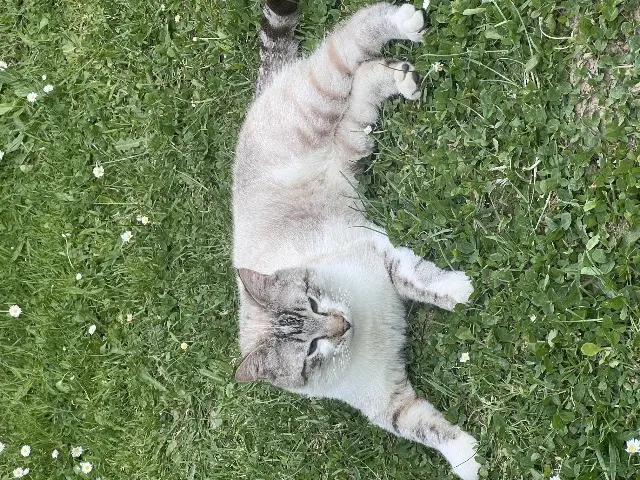 chat lost   35380 Plélan-le-Grand Yuki