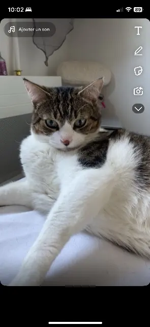 kater vermist 35690 Acigné Yummy kater lost 35690 Acigné Yummy