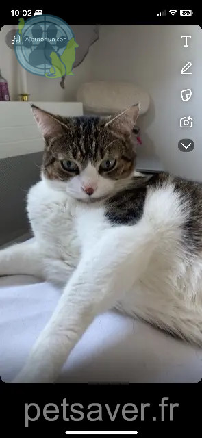 cat lost 35690 Acigné Yummy cat lost 35690 Acigné Yummy