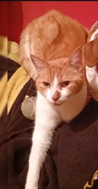 chat lost   35740 Pacé Zaïko