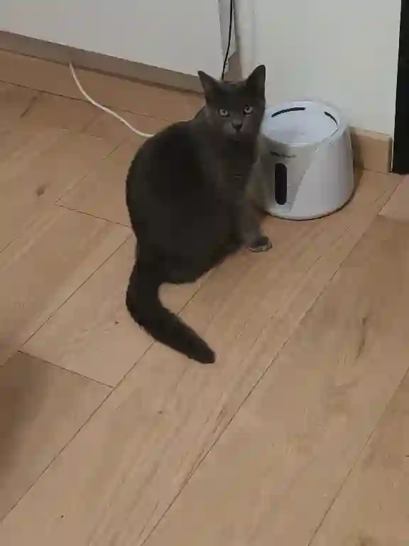 Chat Perdu 35 Ille-et-Vilaine - Zibulus Chat Perdu 35 Ille-et-Vilaine - Zibulus