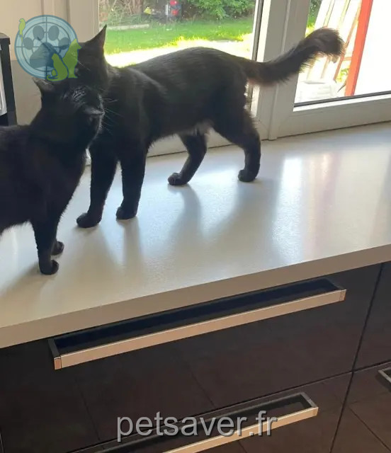 gato perdido 35133 Romagné Zlatan gato lost 35133 Romagné Zlatan