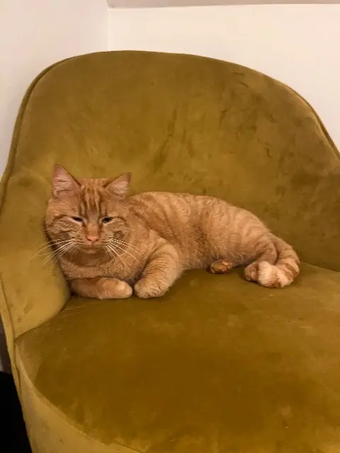 chat lost   35150 Chanteloup Zlatan