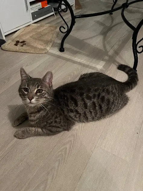 Chat Perdu 35 Ille-et-Vilaine Chat Perdu 35 Ille-et-Vilaine