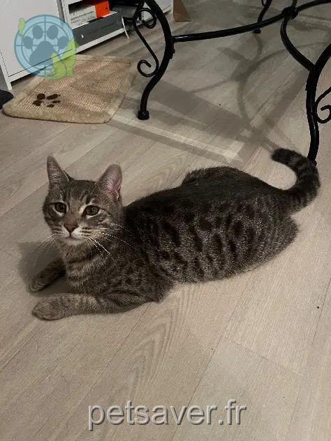 Chat Perdu 35 Ille-et-Vilaine Chat Perdu 35 Ille-et-Vilaine