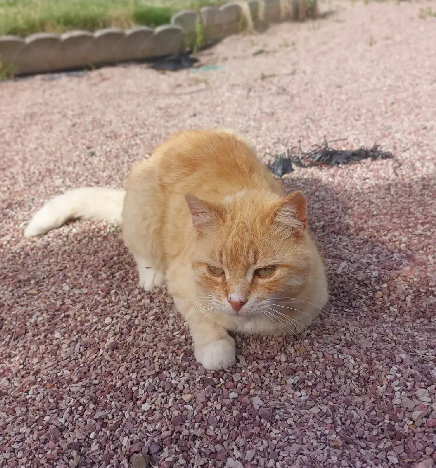 Chat Perdu 35 Ille-et-Vilaine Chat Perdu 35 Ille-et-Vilaine