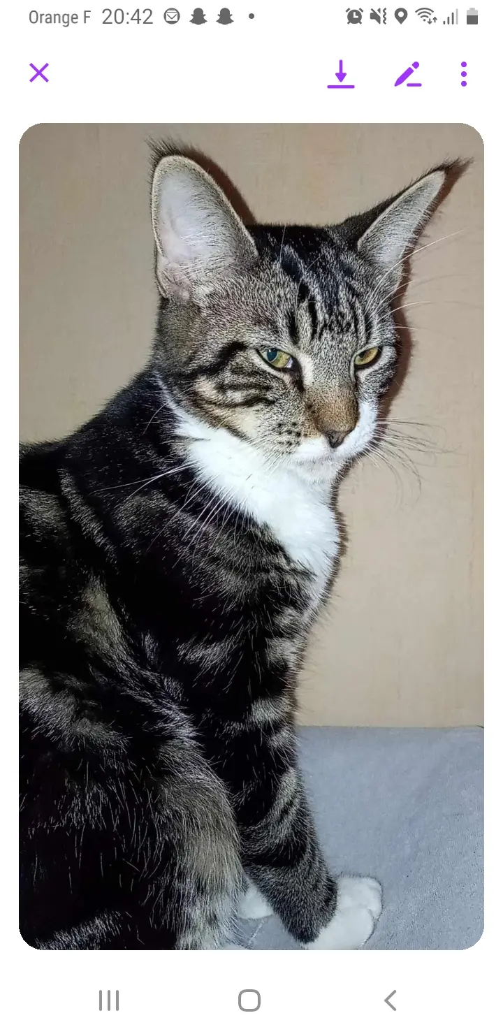 Chat Perdu 35 Ille-et-Vilaine Chat Perdu 35 Ille-et-Vilaine