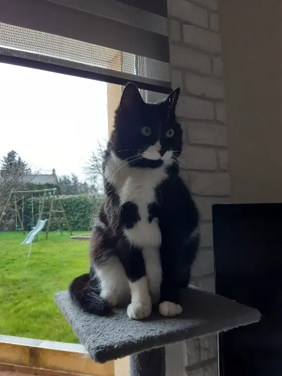 Chat Perdu 35 Ille-et-Vilaine Chat Perdu 35 Ille-et-Vilaine