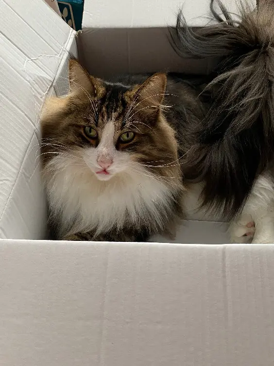 Chat Perdu 36 Indre Chat Perdu 36 Indre