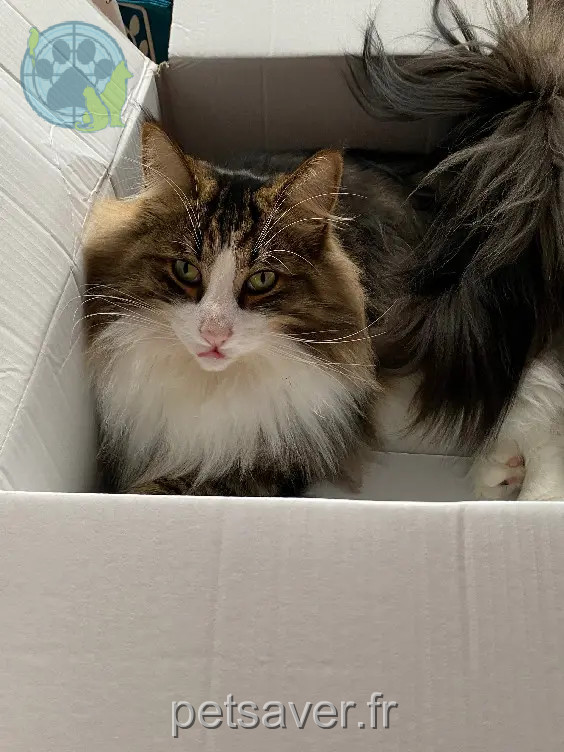 Chat Perdu 36 Indre Chat Perdu 36 Indre