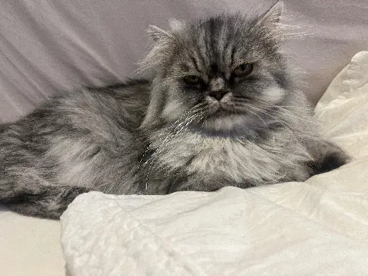 Chat Perdu 36 Indre Chat Perdu 36 Indre