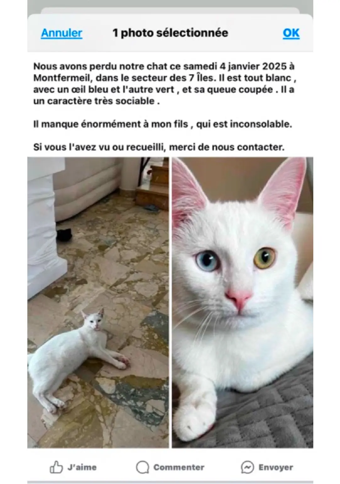 Chat Perdu 36 Indre Chat Perdu 36 Indre