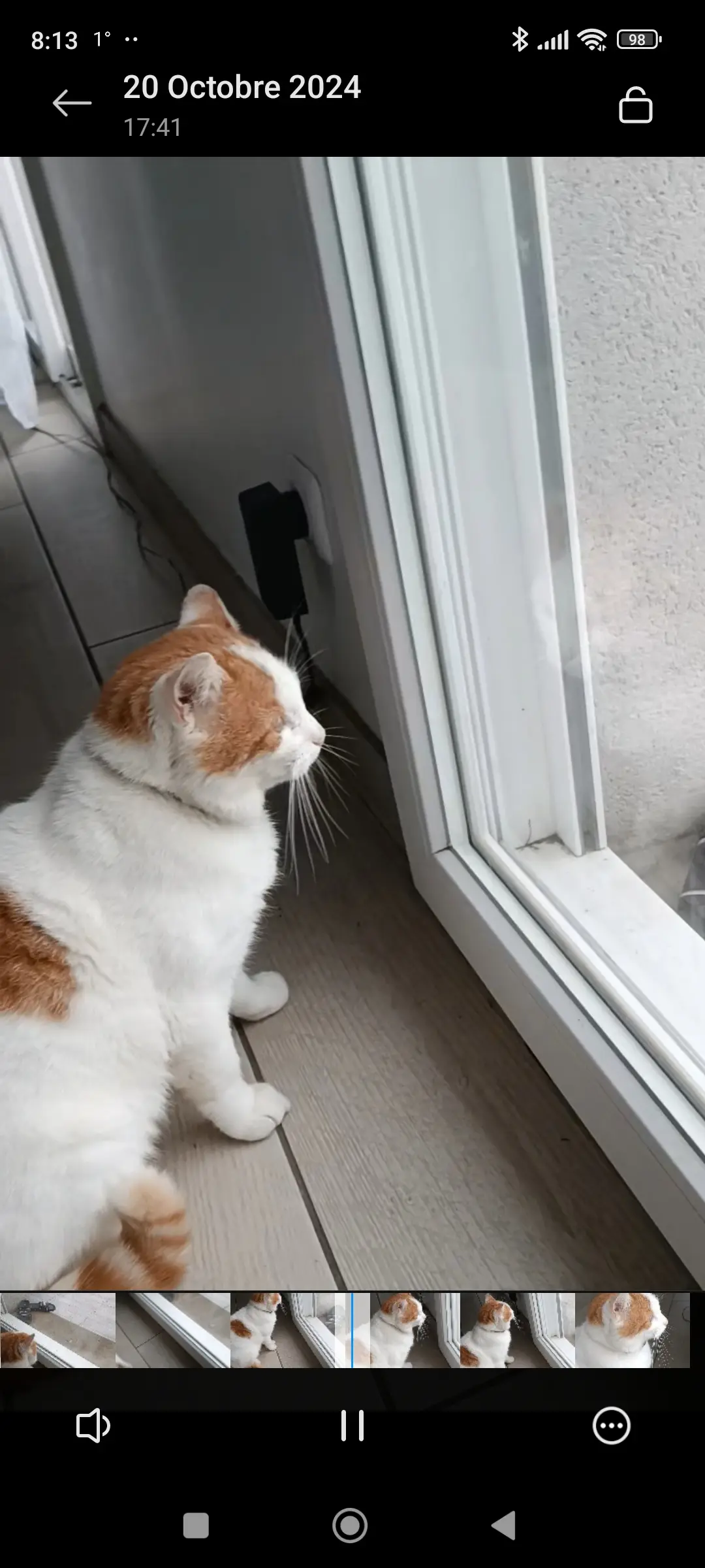 Chat Perdu 36 Indre Chat Perdu 36 Indre