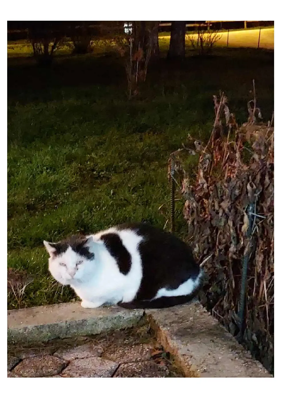 Chat Perdu 36 Indre Chat Perdu 36 Indre