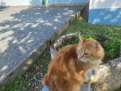Chat Perdu 36 Indre Chat Perdu 36 Indre