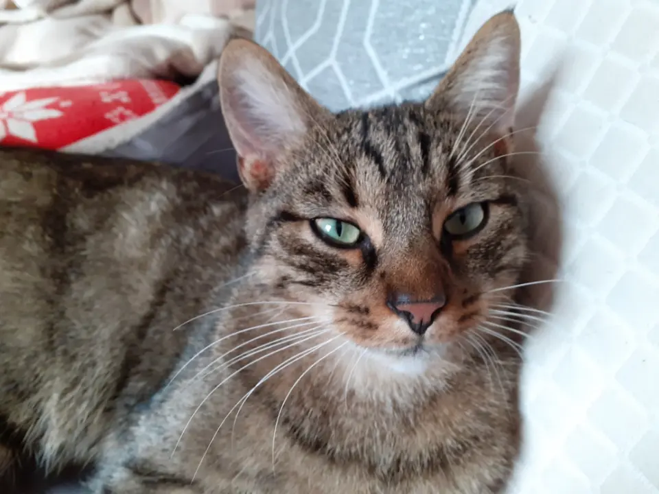 gato perdido D 51 36230 Sarzay gato lost D 51 36230 Sarzay