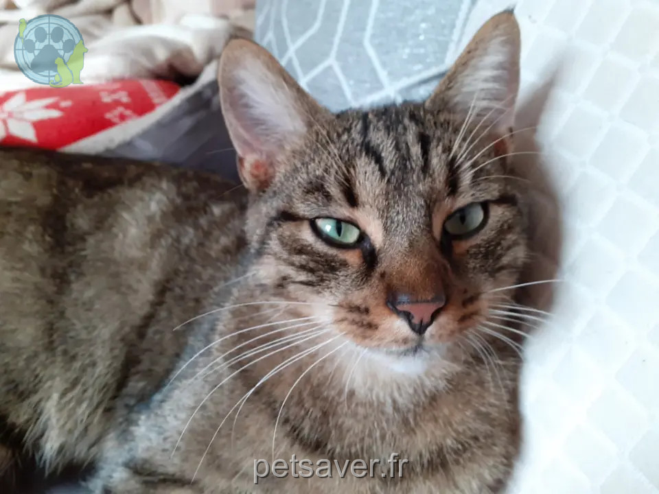 gatto perso D 51 36230 Sarzay gatto lost D 51 36230 Sarzay