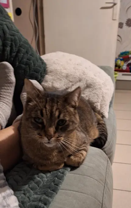 gato perdido D 51 36230 Sarzay gato lost D 51 36230 Sarzay