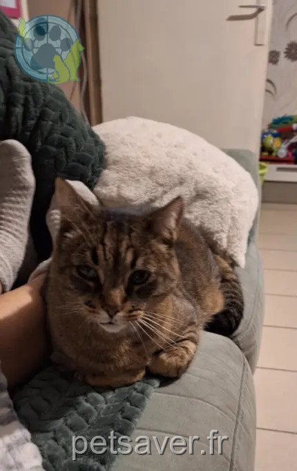 Kater vermisst D 51 36230 Sarzay Kater lost D 51 36230 Sarzay