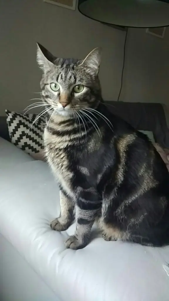 Chat Perdu 36 Indre Chat Perdu 36 Indre