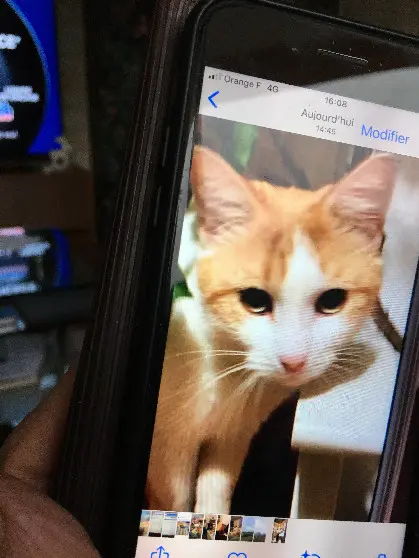 Chat Perdu 36 Indre Chat Perdu 36 Indre